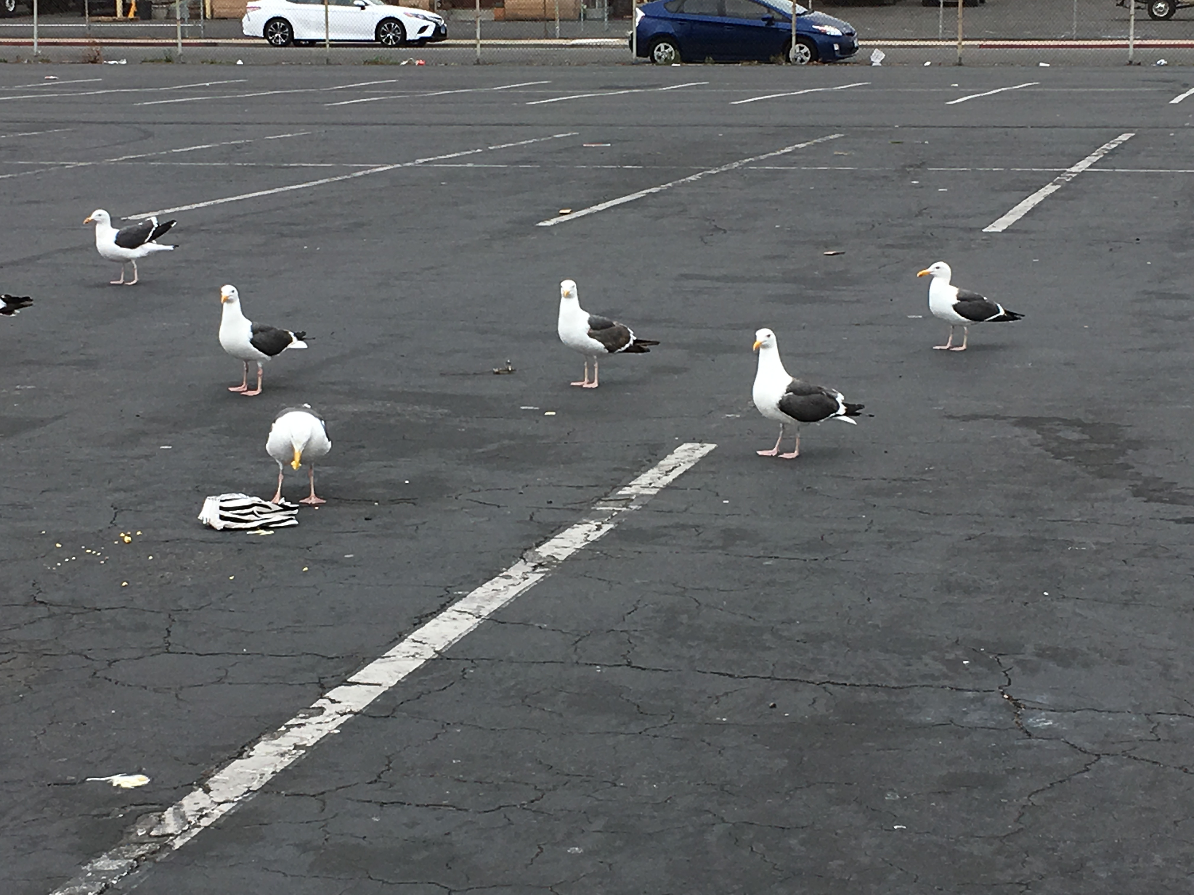 Birds-Birds.JPG