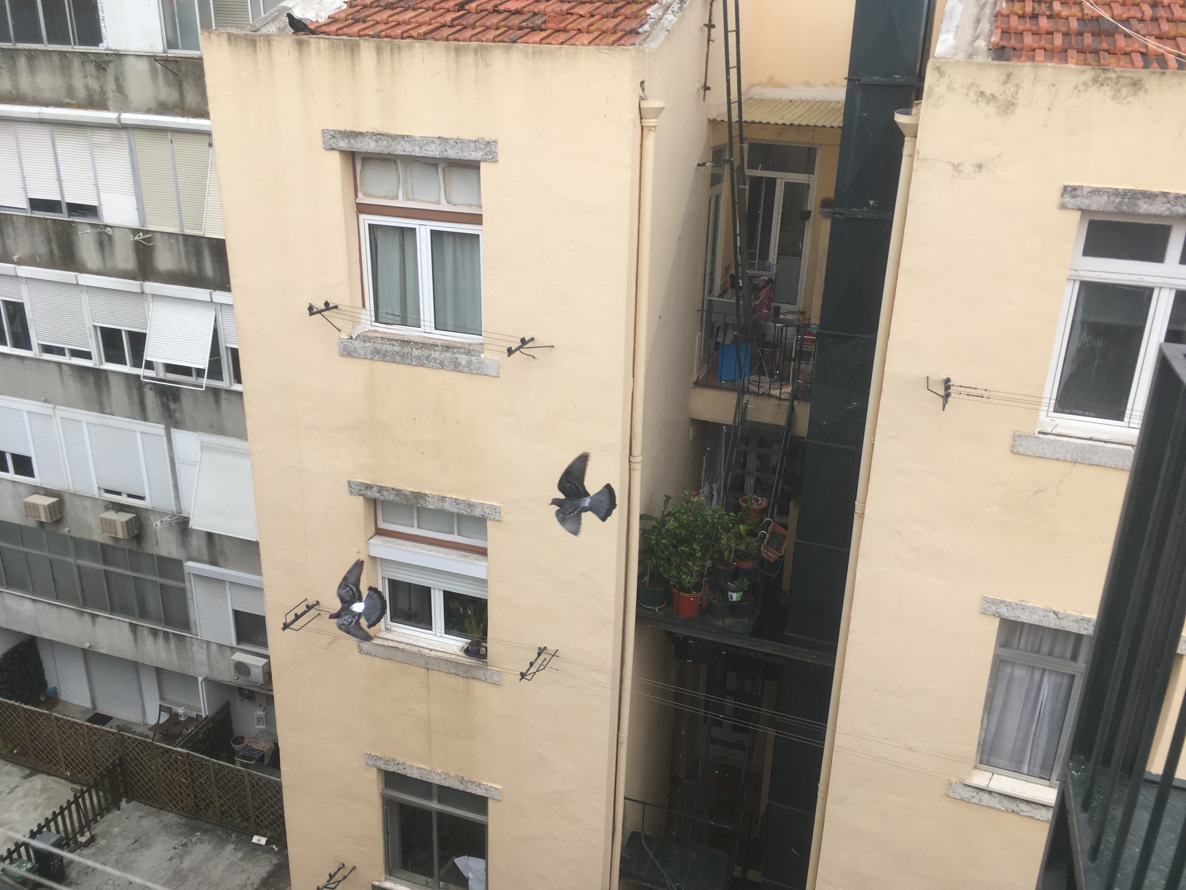 Birds-Fight.JPG
